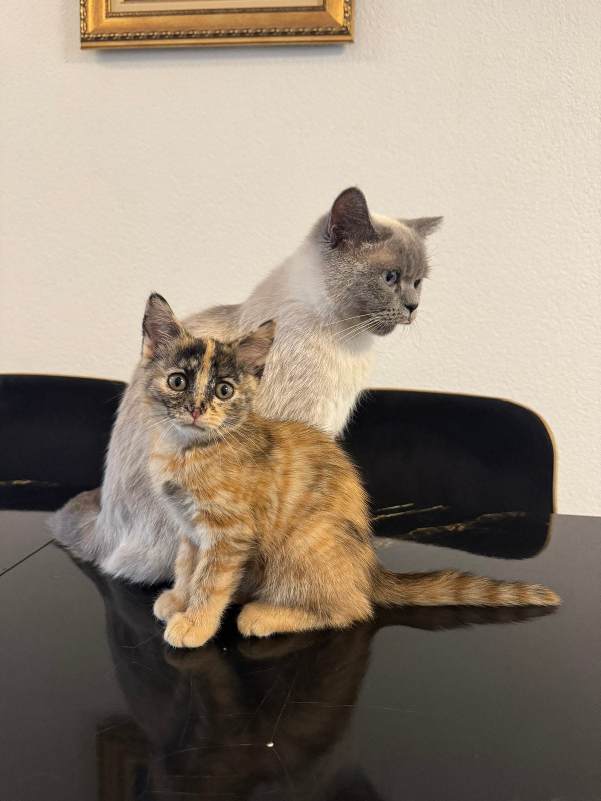 Britse Korthaar kittens. Snel een liefdevol thuis gezocht, Poes