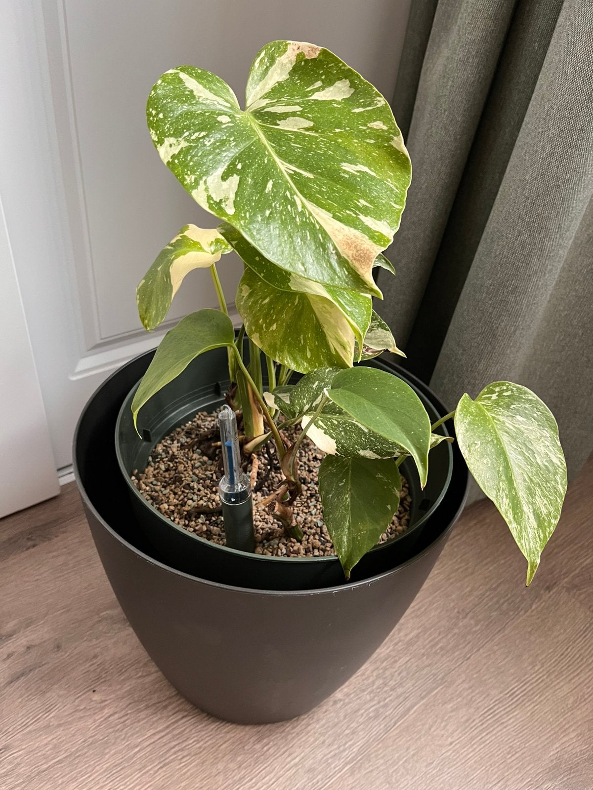Monstera Variegata op Hydrocultuur, Ophalen, Halfschaduw, Minder dan 100 cm