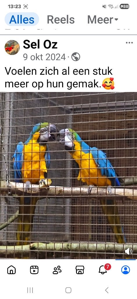 Bewezen koppel Blauwgele Ara . Te koop of te ruil, Meerdere dieren, Papegaai, Pratend