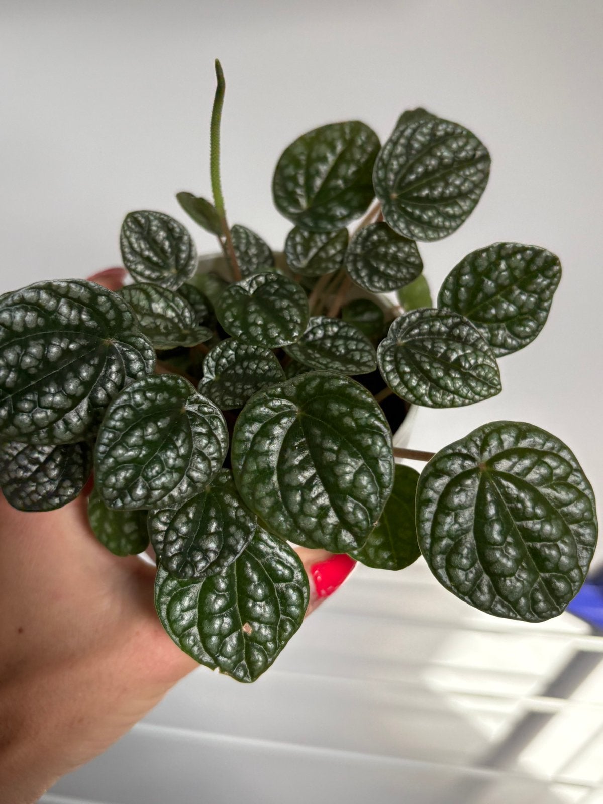 Peperomia caperata ‘Green plant, Ophalen, Halfschaduw, Minder dan 100 cm