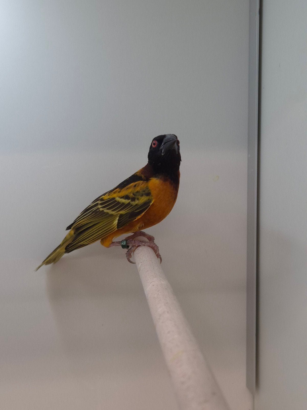 1-0 Grote textor wever, Mannelijk, Tropenvogel