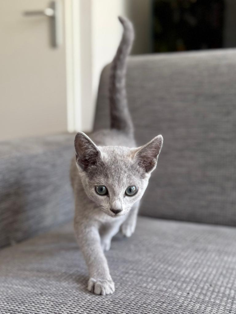 Bleue Rus kitens, Dieren en Toebehoren, Poes, Met stamboom, 0 tot 2 jaar