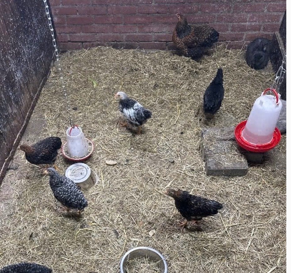 hennen, moeten weg!, Meerdere dieren, Ontwormd, 0 tot 2 jaar
