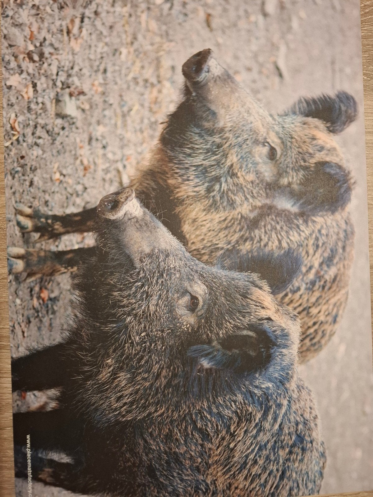Placemats wild zwijn, Ophalen of Verzenden, Zo goed als nieuw