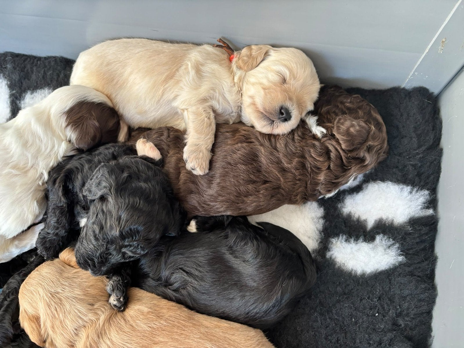 Mini labradoodles pups te reserveren . geboren  12/09 ., Nederland, Overige rassen, 8 tot 15 weken, Meerdere