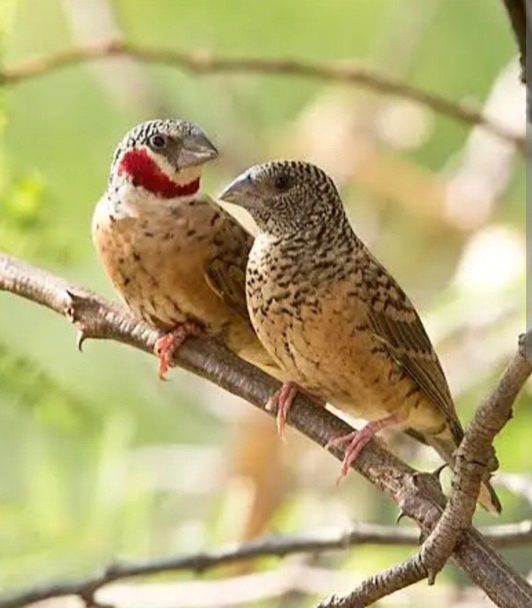 2 koppels bandvinken, natuurbroed, buitenvoliere, Meerdere dieren