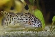corydoras julii €4,95, Dieren en Toebehoren, Vis, Zoetwatervis