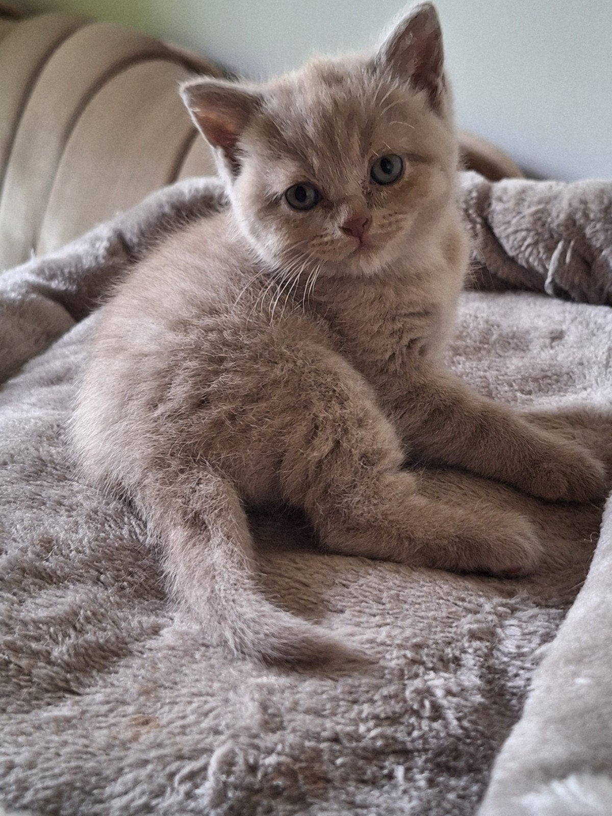 Britse Korthaar kittens lilac en grijs, Poes