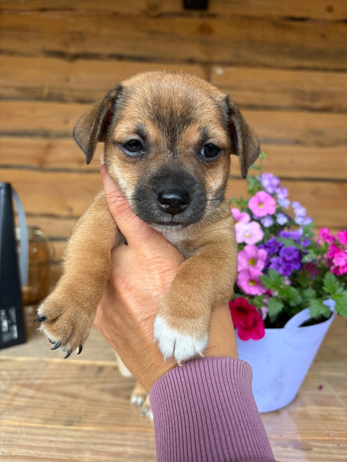 Nog 1 prachtig reutje beschikbaar, Parvo, Jack Russell Terriër, 8 tot 15 weken, Meerdere