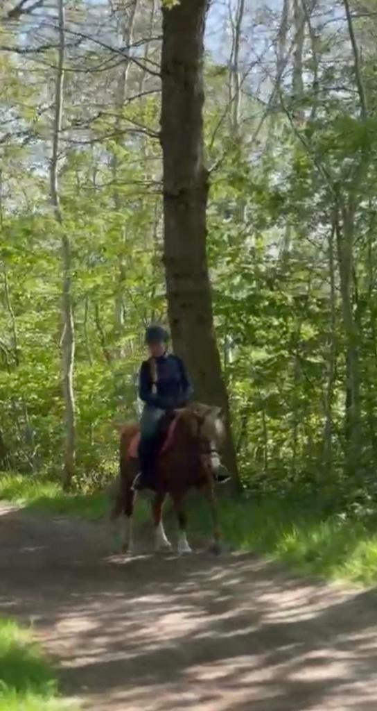 (Gezocht) buitenrit maatje omgeving:Ederveen/Renswoude., Dieren en Toebehoren, Paarden en Pony's | Overige Paardenspullen, Ophalen of Verzenden