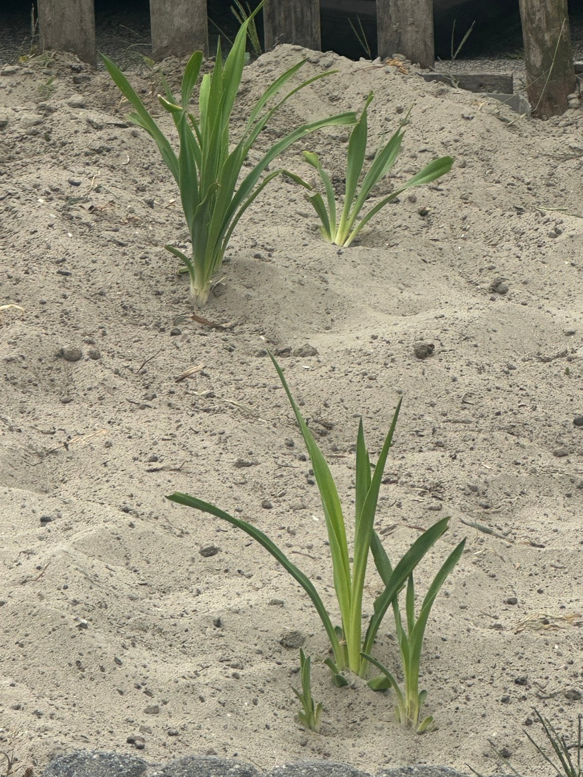 Yucca stekken - Makkelijk te kweken en onderhouden, Tuin en Terras, Volle zon, Vaste plant, Bloeit niet, Ophalen