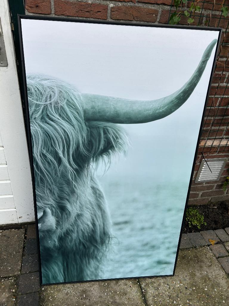 schilderij schotse hooglander, Ophalen, Gebruikt, Schilderij, 75 cm of meer