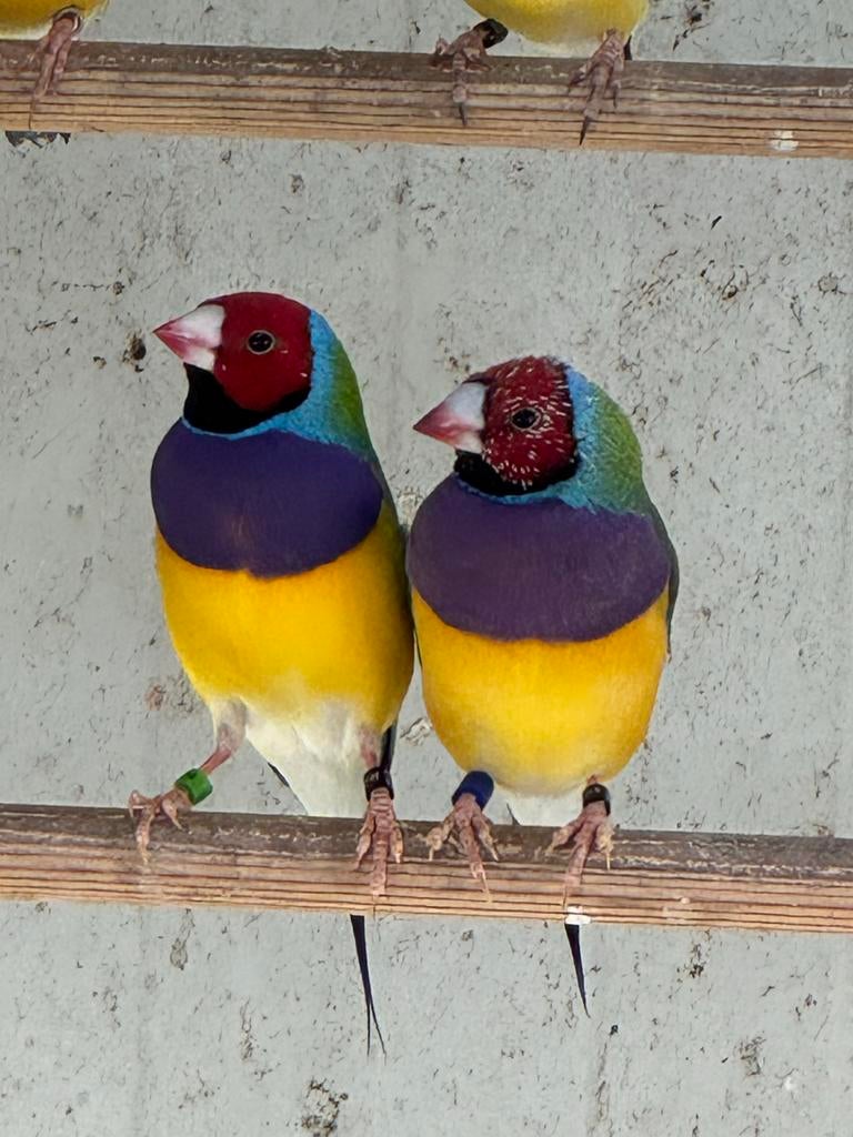 Gouldamadines koudkweek Natuurbroed, Dieren en Toebehoren, Vogels | Overige Vogels, Tropenvogel, Meerdere dieren, Geringd