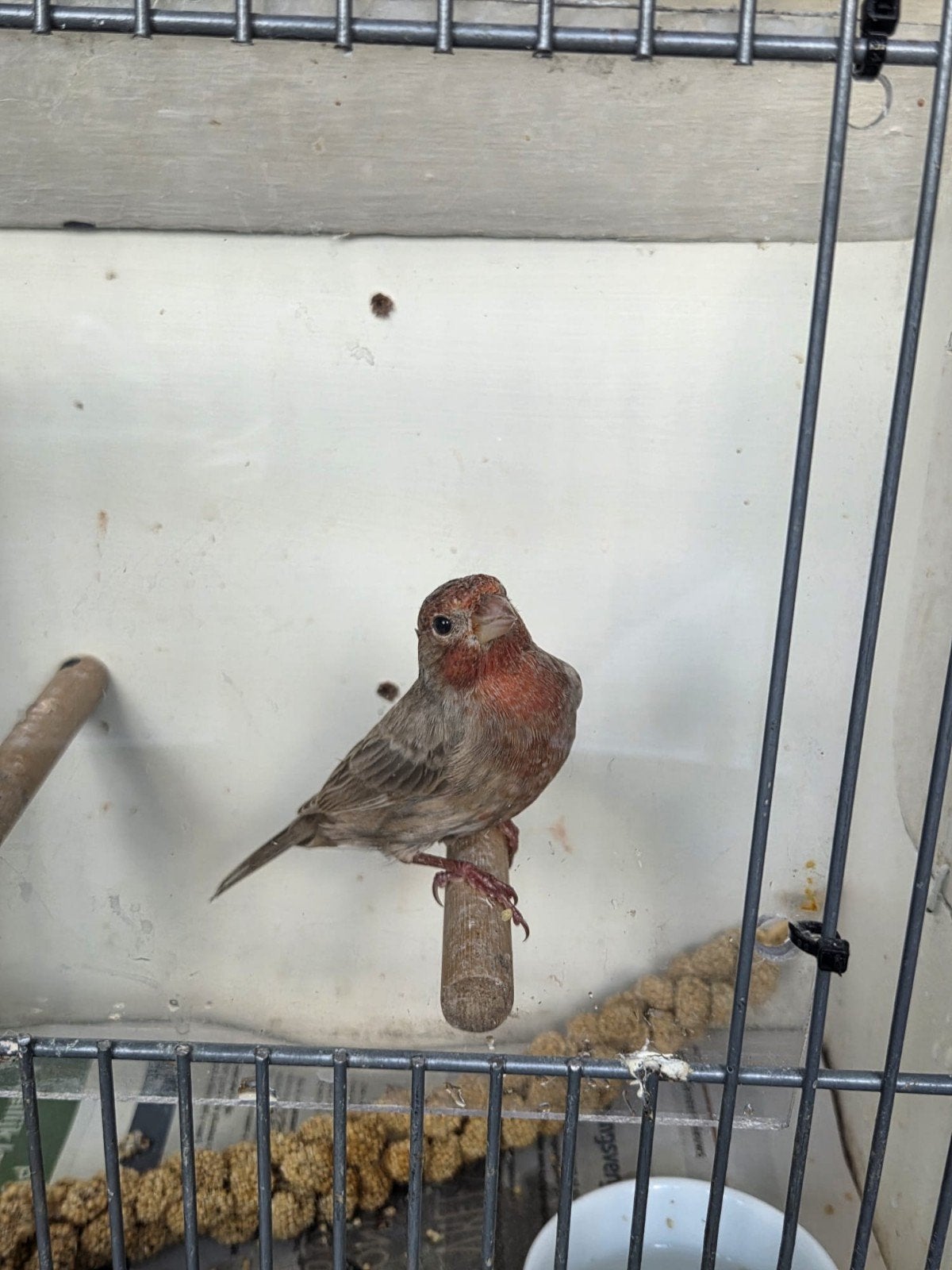 zeer mooie mexicaanse roodmus (man) lichter van kleur, Mannelijk, Wildzangvogel