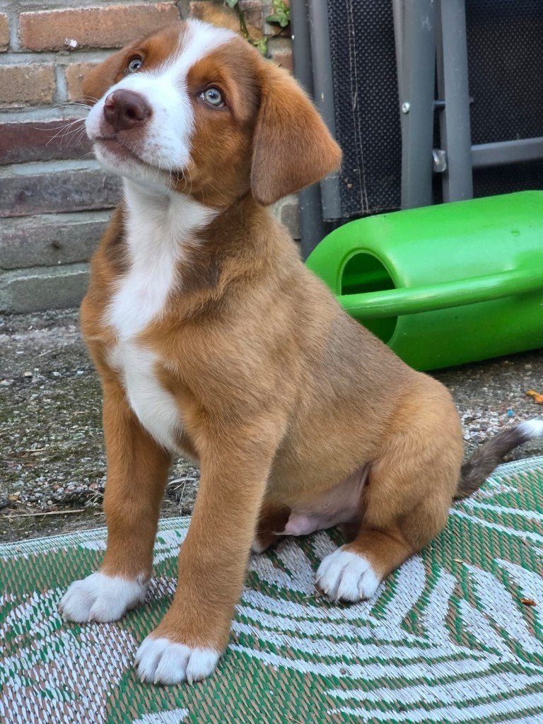 Entlebucher Sennenhond pup (kruising), Sheepdog, Reu, 8 tot 15 weken, Eén hond