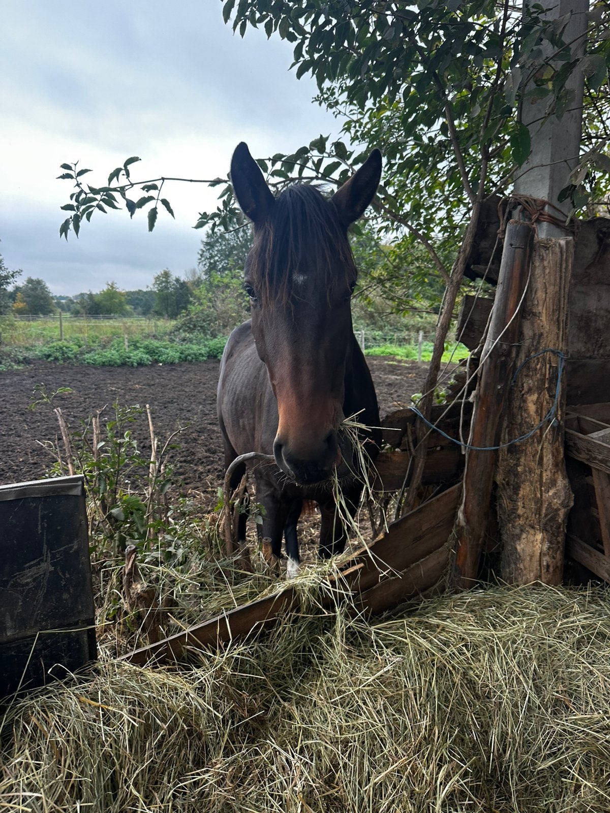 Springpaard, Springpaard, Met stamboom, 0 tot 2 jaar, Hengst