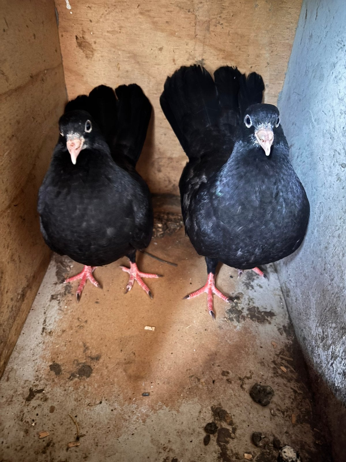 Jonkies oosterse roller, Dieren en Toebehoren, Vogels | Duiven, Meerdere dieren, Tuimelaar of Roller