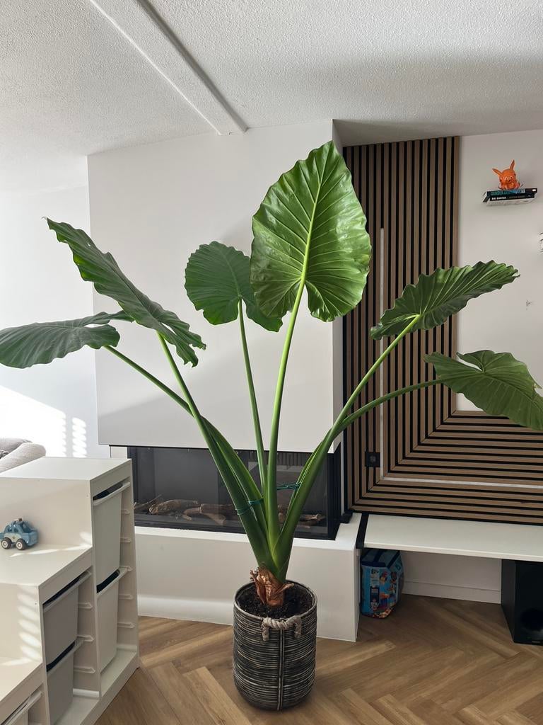 Grote olifantsoor (alocasia portadora), Groene kamerplant, Ophalen, Halfschaduw, 150 tot 200 cm