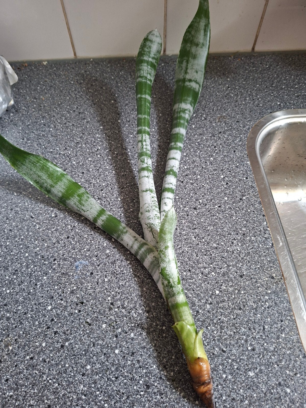 Bromelia stekken - Makkelijk te verzorgen, Ophalen, Overige soorten, Volle zon