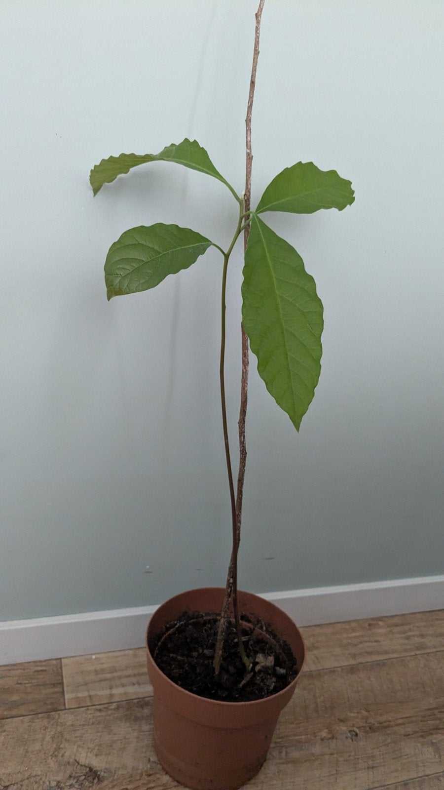 Avocado plant, Ophalen, Halfschaduw, Minder dan 100 cm