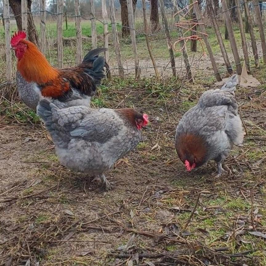 Marans Broedeieren, Dieren en Toebehoren, Pluimvee