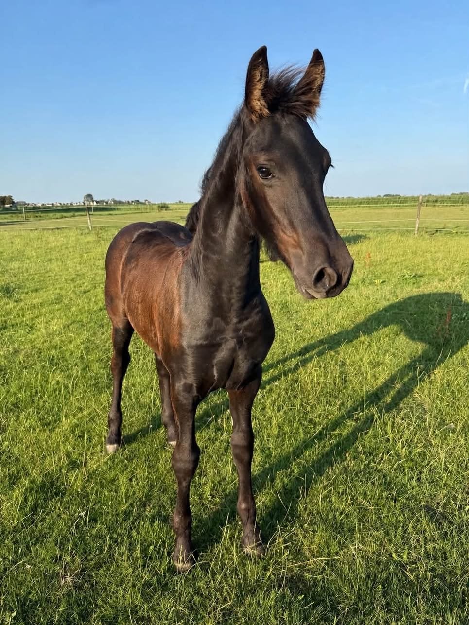 Fries veulen Menso x Tsjalke, Dieren en Toebehoren, Paarden, Hengst, Minder dan 160 cm, Dressuurpaard, 0 tot 2 jaar