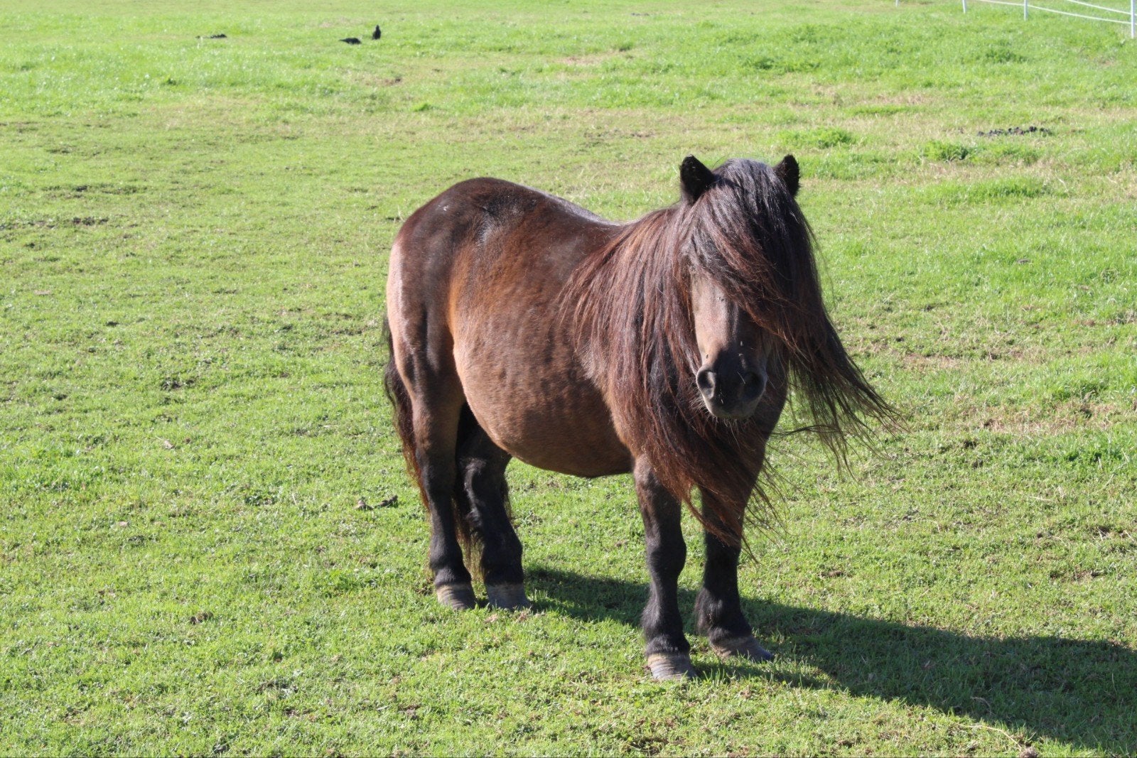 te koop meerdere shetlanders, Dieren en Toebehoren, Merrie, A pony (tot 1.17m), Recreatiepony, Met stamboom