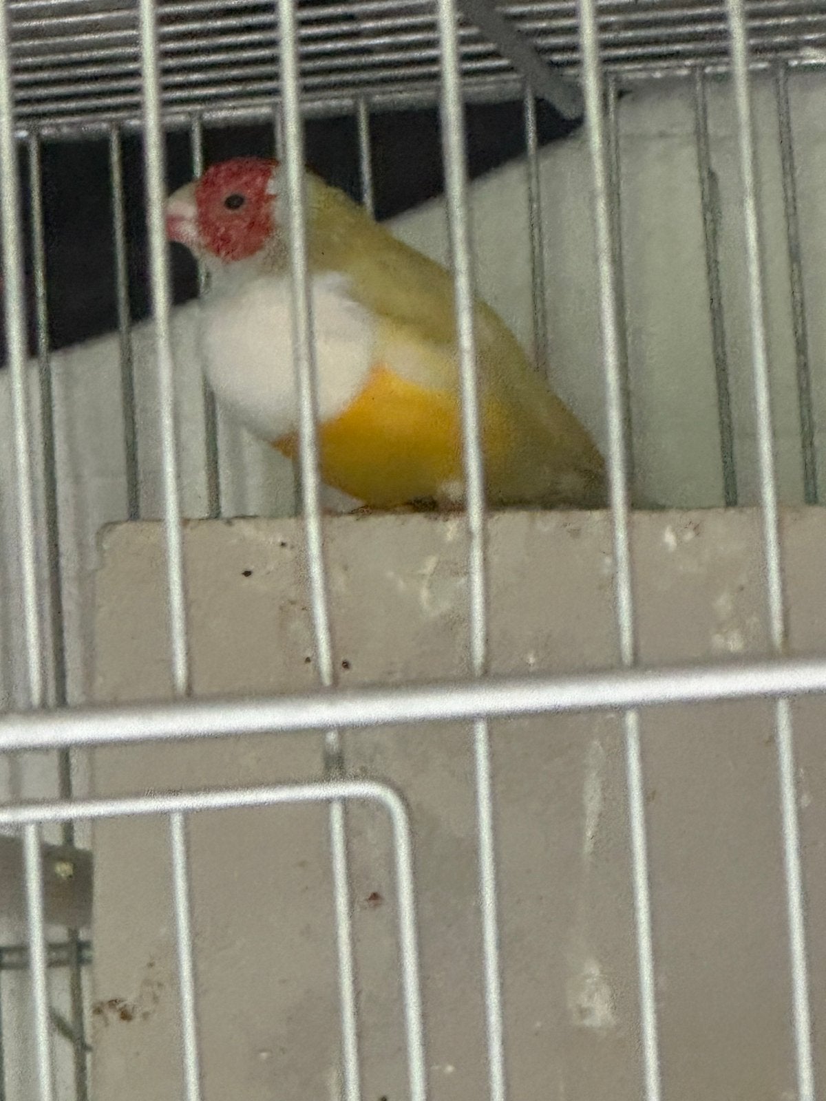 Mooie gele kleuren gouldemadine