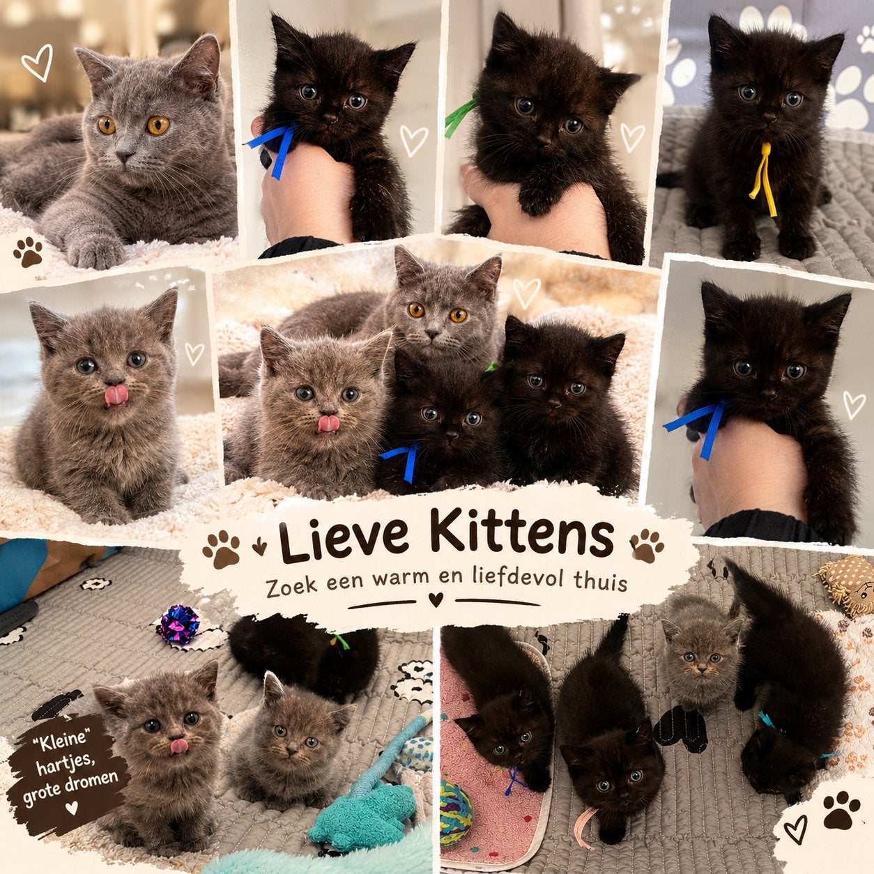 Britse korthaar kittens