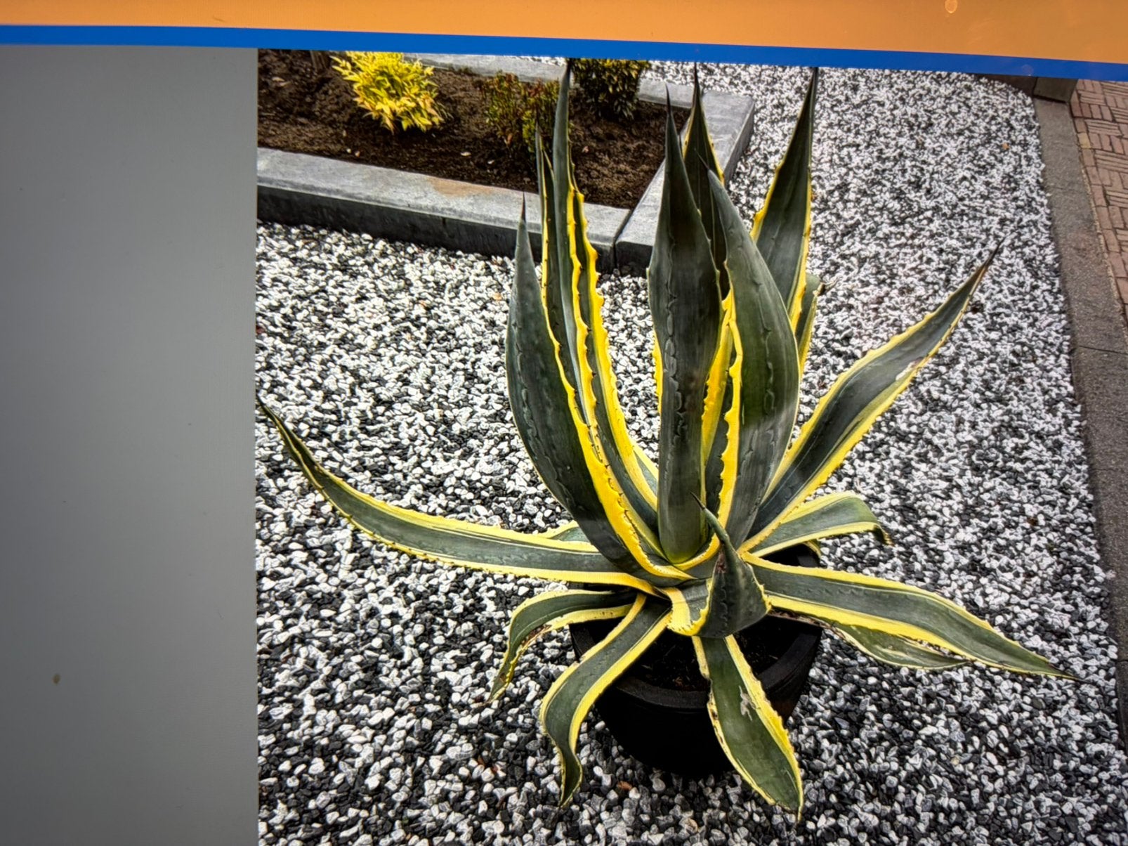 Americana variegata agaves, Volle zon, Vaste plant, Bloeit niet, Ophalen