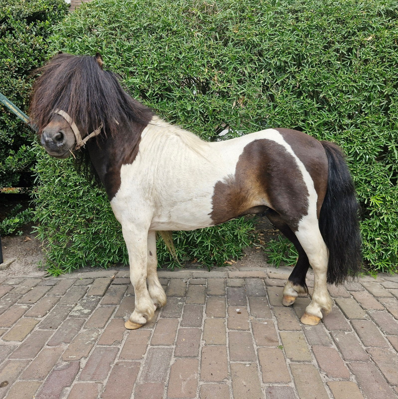mini hengstje ( nieuwe advertentie), Dieren en Toebehoren, Pony's, Niet van toepassing, Hengst, A pony (tot 1.17m), 3 tot 6 jaar