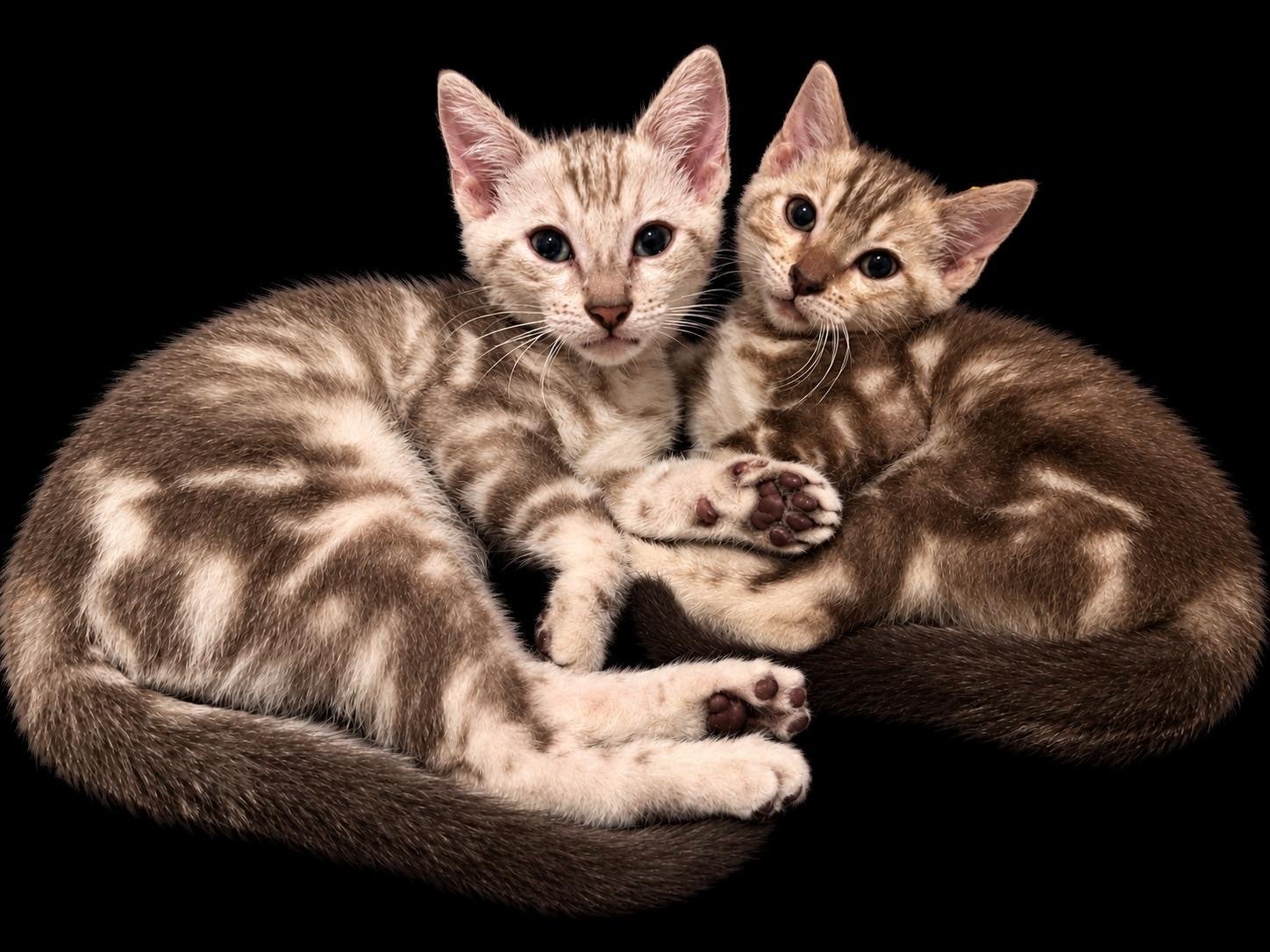 BEngaal kitten €500, Dieren en Toebehoren, Meerdere dieren, 0 tot 2 jaar