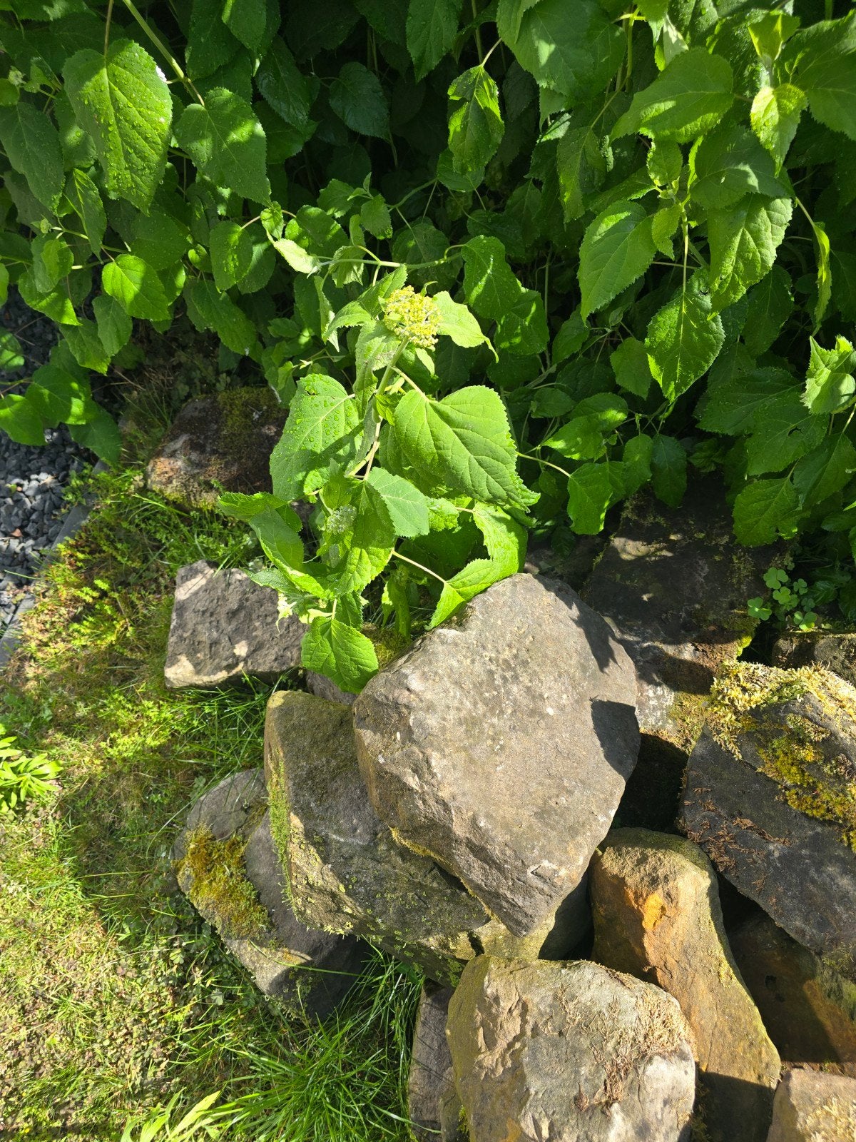 Bentheimer Steen - Diverse formaten, Tuin en Terras, Ophalen, Gebruikt, Zandsteen, Kei