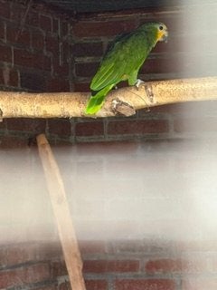 Amazone Amazonica 1-0, Dieren en Toebehoren, Mannelijk, Papegaai, Geringd