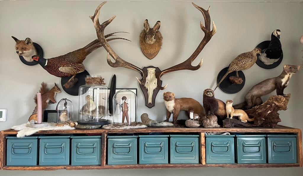 Te koop Verzameling opgezette dieren en gewei!, Ophalen, Gebruikt, Wild dier, Opgezet dier