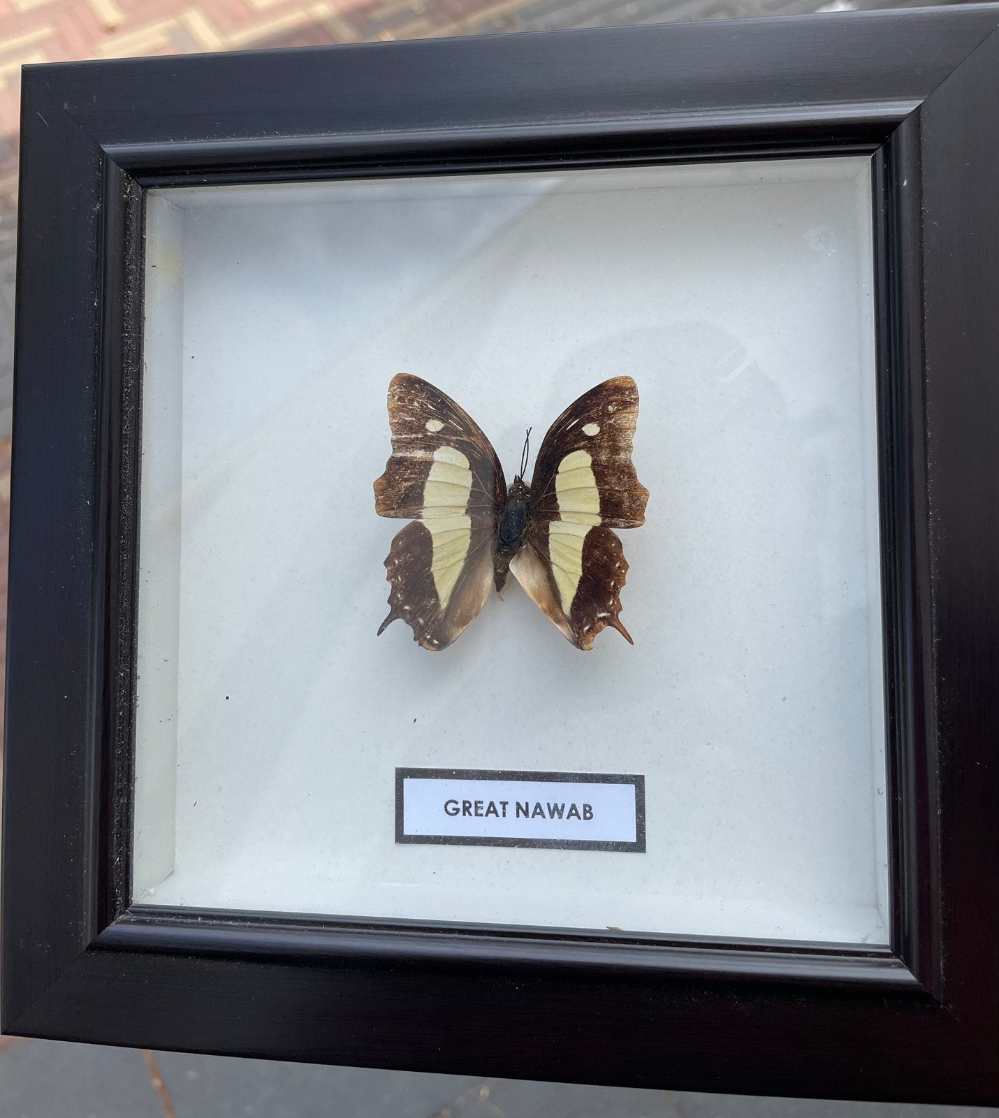 Ingelijste Great Nawas vlinder Polyura athamas Taxidermie, Ophalen of Verzenden, Zo goed als nieuw, Insect, Opgezet dier