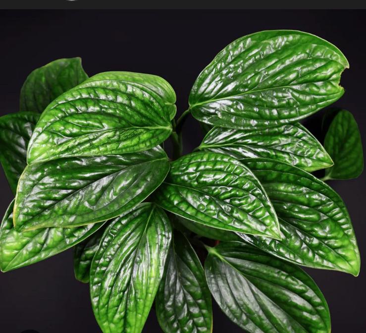 Monstera karstenianum bladstekken, Huis en Inrichting, Kamerplanten, Ophalen of Verzenden, Halfschaduw, Minder dan 100 cm