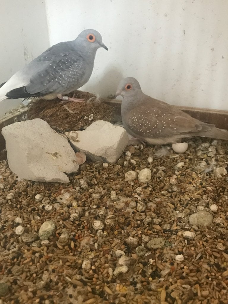 Doorleggers koppel diamantduif. Aangeboden, Meerdere dieren, Overige soorten