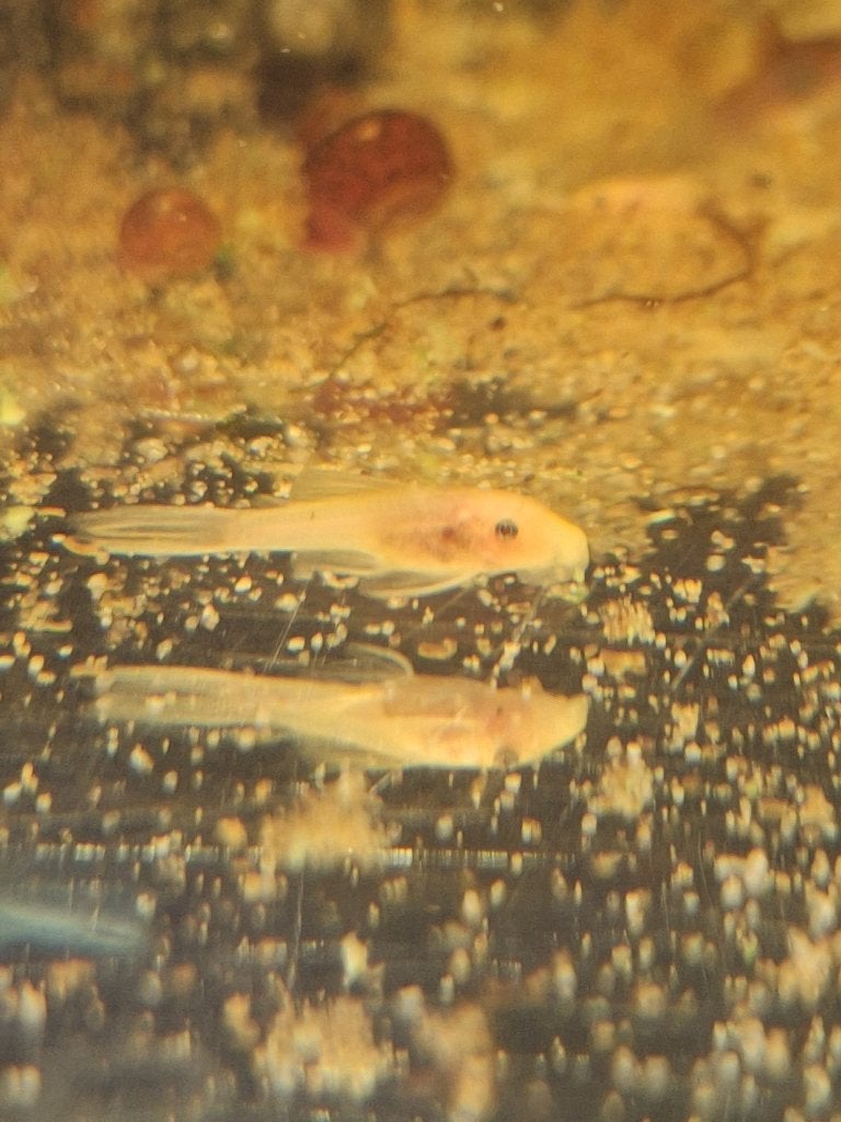 Ancistrus snowwhite longfin, Dieren en Toebehoren, Vis, Zoetwatervis