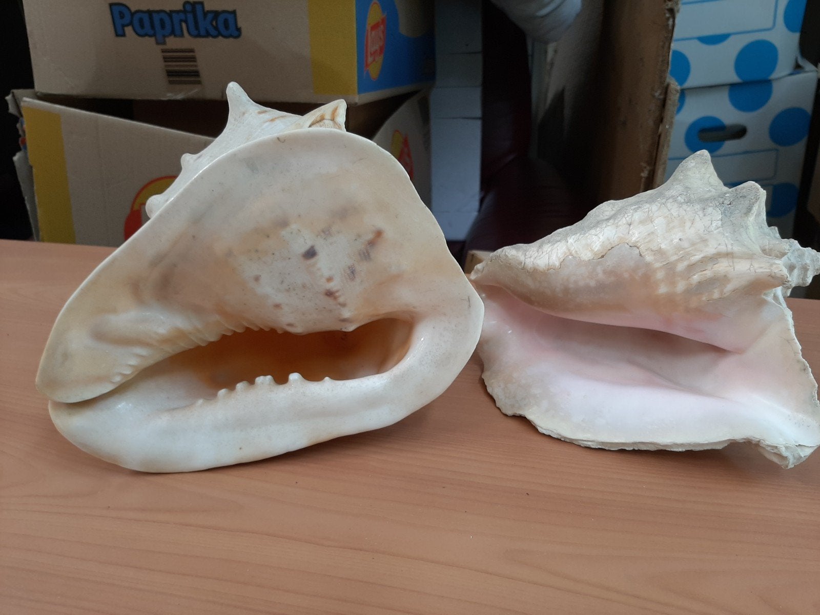 2 Grote Helmslak Schelpen - Decoratief en Uniek, Ophalen of Verzenden, Zo goed als nieuw