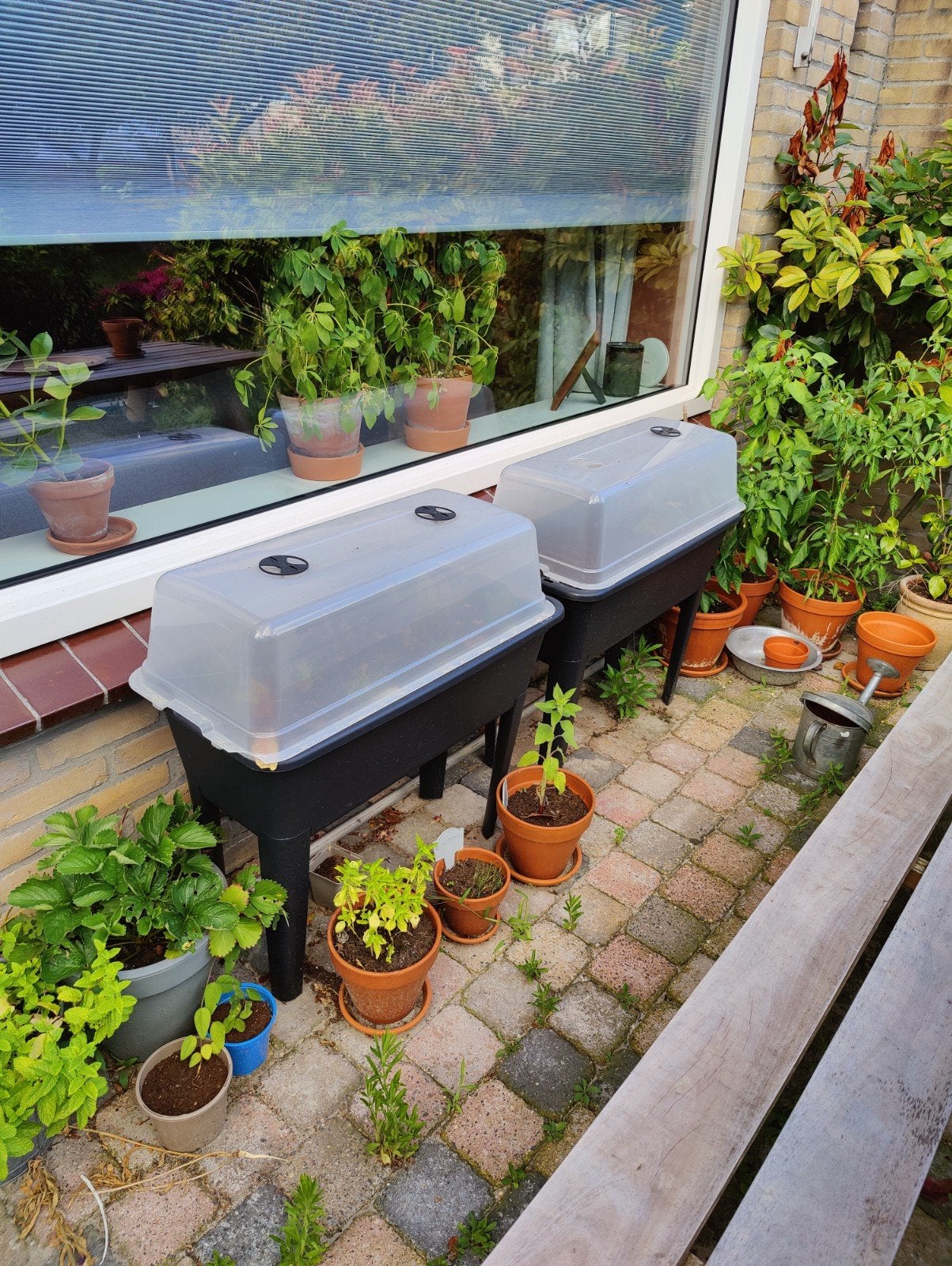 Kweekbakken met deksel - pot voor tomatenplanten, Ophalen, Gebruikt, Kweekbak