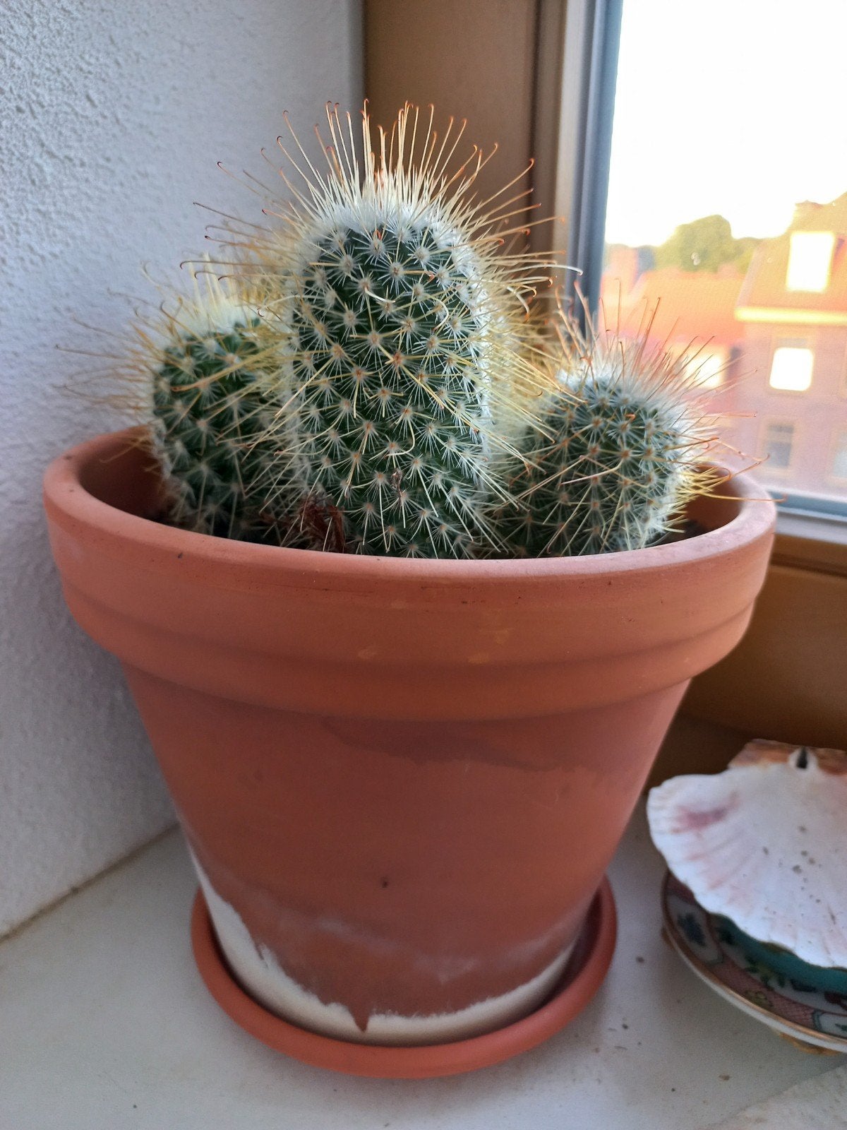 Hele mooie cactus met meerdere koppen, incl. pot (20cm), Ophalen, Minder dan 100 cm, Bloeiende kamerplant, Volle zon