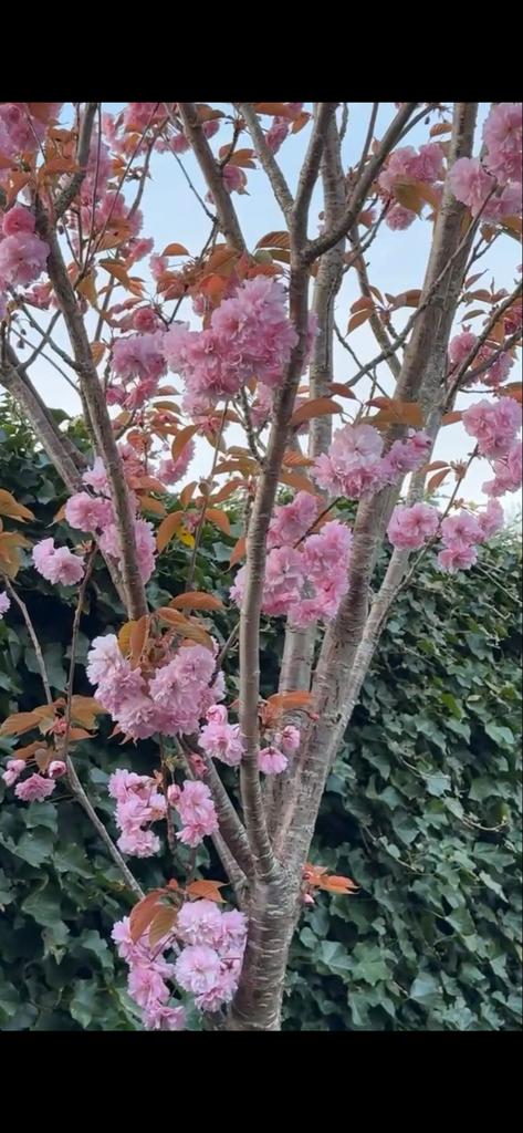 Japanse Sierkers - Prachtige bloesem in mei, Tuin en Terras, Planten | Bomen, Overige soorten, 250 tot 400 cm, Volle zon, Lente