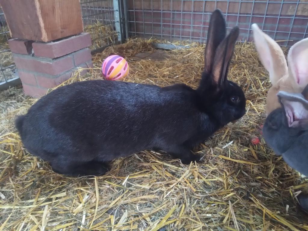 Vlaamse reus voedster, Dieren en Toebehoren, Konijnen, Vrouwelijk, Groot
