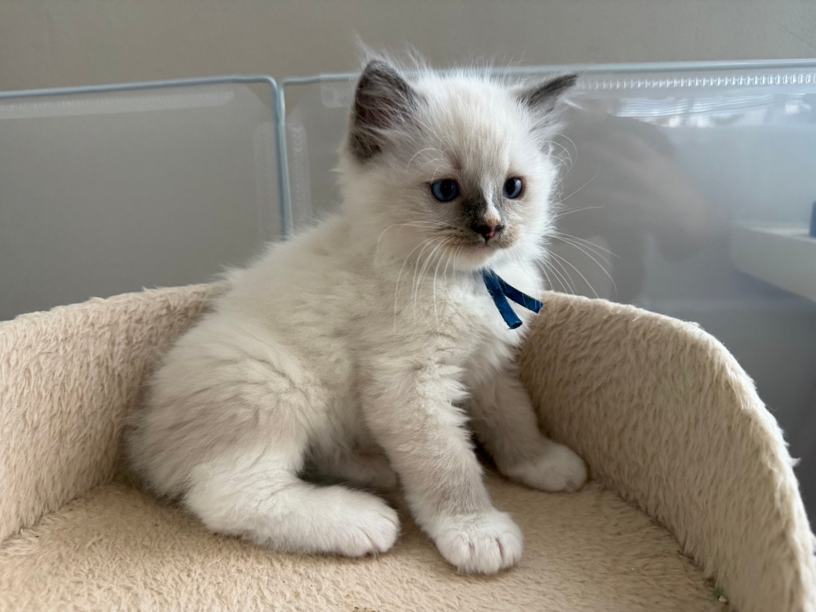 100% Ragdoll —> laatste 2 katers beschikbaar 💙💙, Dieren en Toebehoren, Meerdere dieren, Ontwormd
