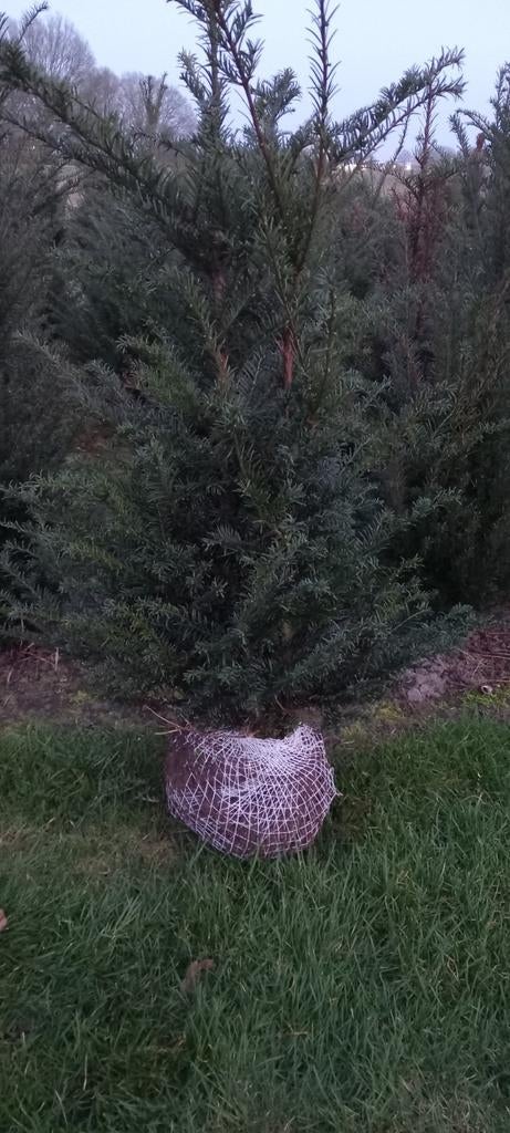 Taxus baccata, Tuin en Terras, Planten | Bomen, Ophalen, Bloeit niet, Halfschaduw, Overige soorten