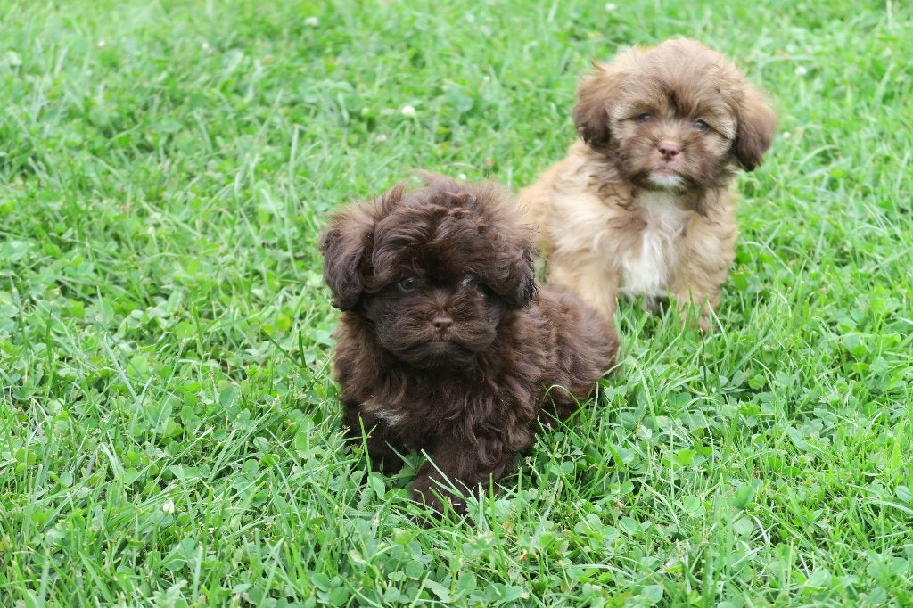 Prachtige Boomer pups, Parvo, Maltezer, Nederland, 8 tot 15 weken