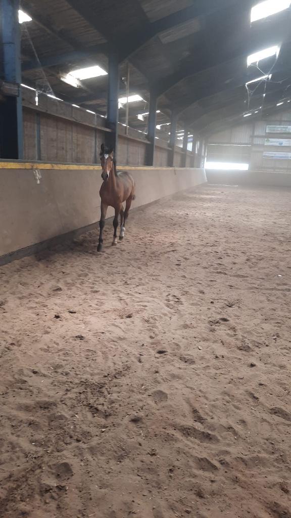Enter merrie uit bekende Morka-stam Porsche x Harley VDL, Dieren en Toebehoren, Paarden, Merrie, Met stamboom, 0 tot 2 jaar