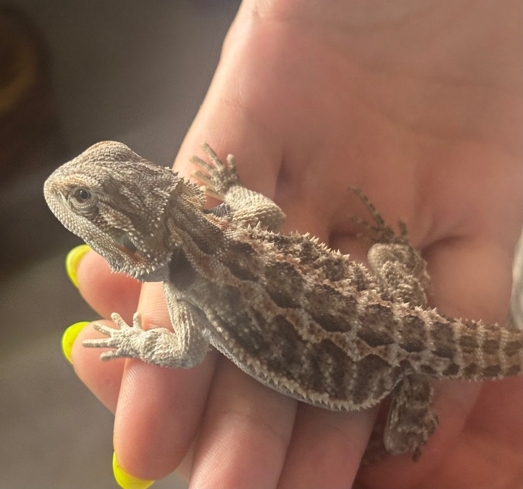 Baardagaam (mannetje), Dieren en Toebehoren, Reptielen en Amfibieën, Hagedis, Tam, 0 tot 2 jaar