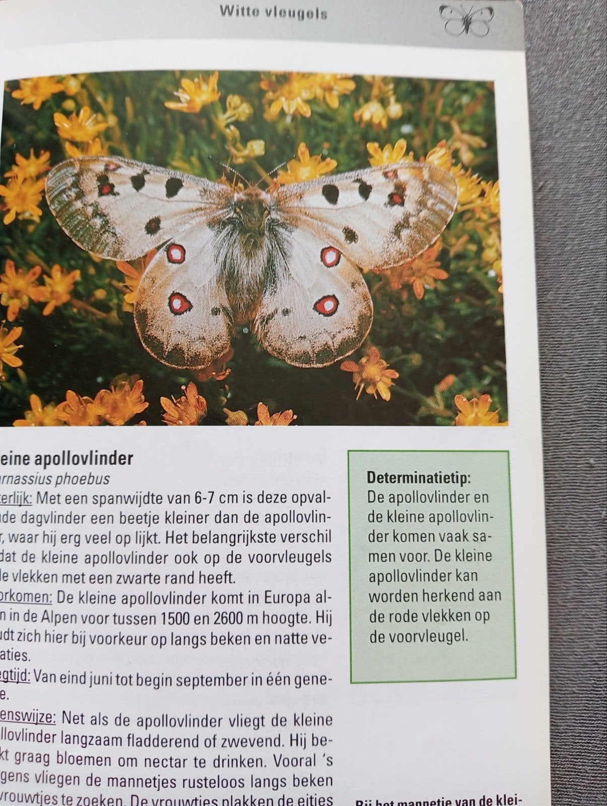 ANWB Natuurgids Vlinders van Europa, Ophalen of Verzenden, Gelezen, Natuur algemeen, Onbekend